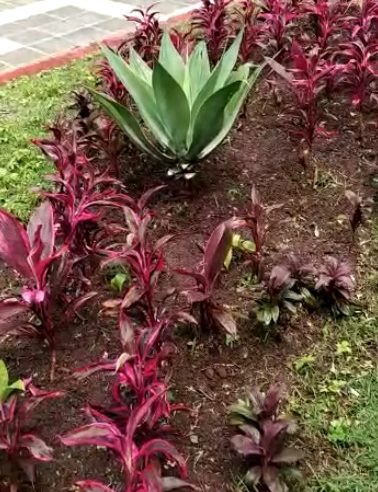 Mudas recém plantadas na praça de Olaria, em Nova Friburgo, são furtadas