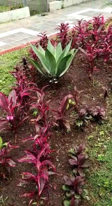 Mudas recém plantadas na praça de Olaria, em Nova Friburgo, são furtadas