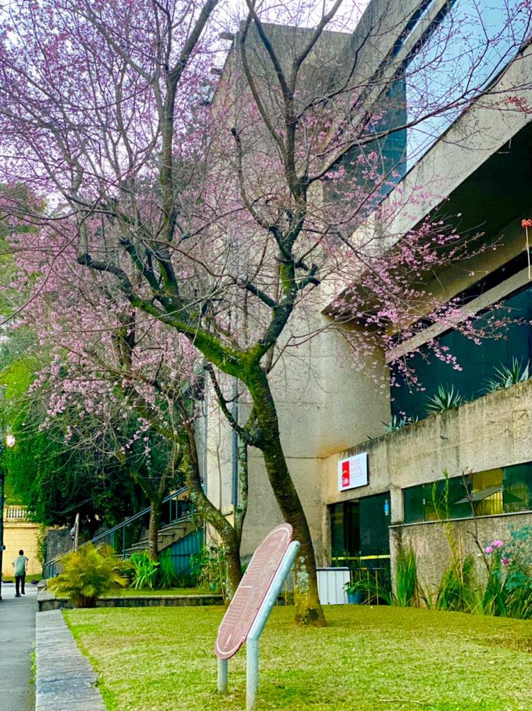 Proposta com as novas diretrizes do Plano Municipal de Cultura será apresentada em reunião na sexta-feira