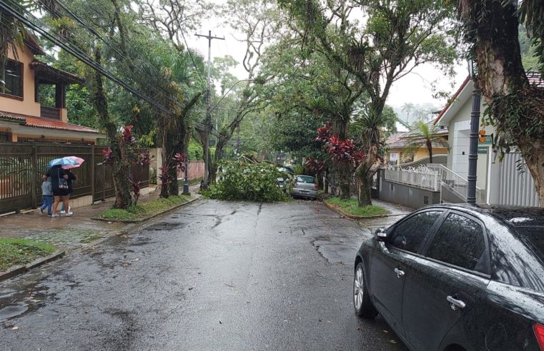 Queda de árvore altera ponto final de ônibus da Praça do Bosque
