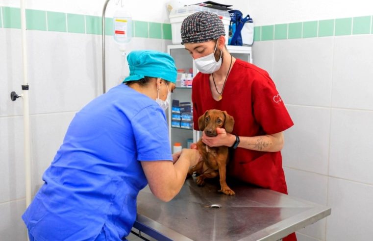 Teresópolis lança programa municipal de castração animal gratuita