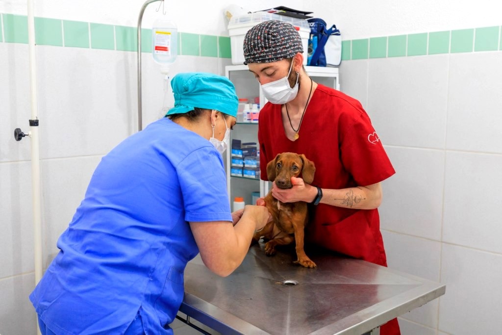 Teresópolis lança programa municipal de castração animal gratuita
