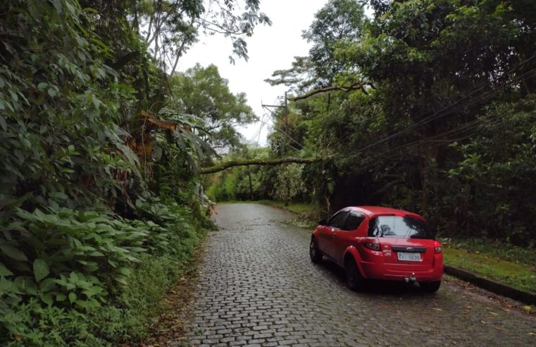 Chuvas causam quedas de árvores na véspera do Ano Novo no Quitandinha e em Araras