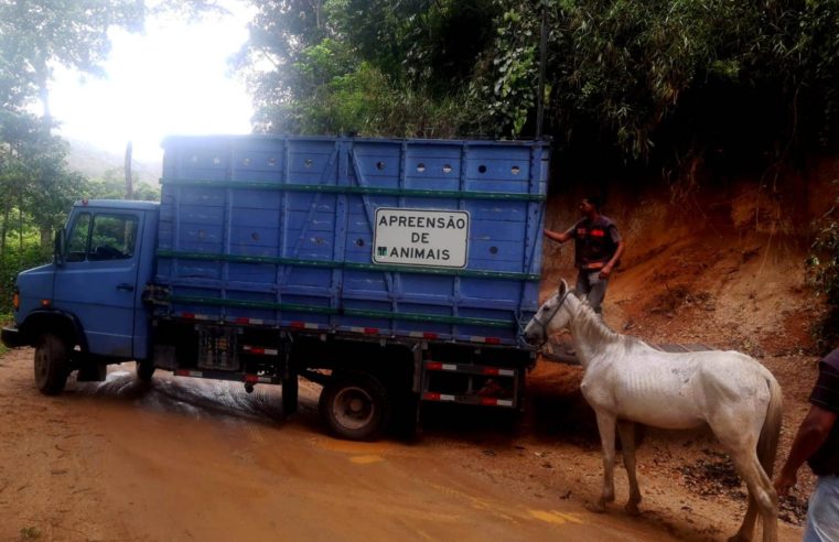Cavalo debilitado resgatado pela COPBEA de Teresópolis é enviado para curral