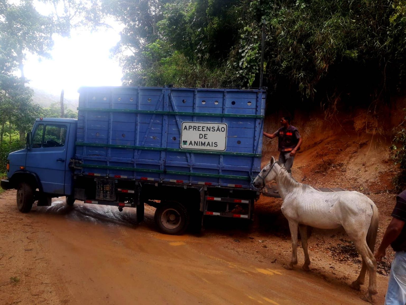 Cavalo debilitado resgatado pela COPBEA de Teresópolis é enviado para curral