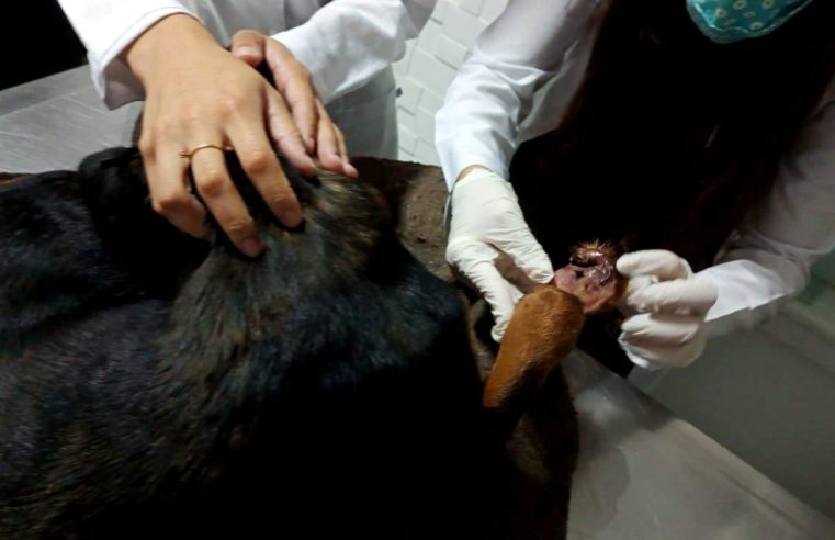 Cães atropelados são resgatados pela COPBEA e colocados para adoção