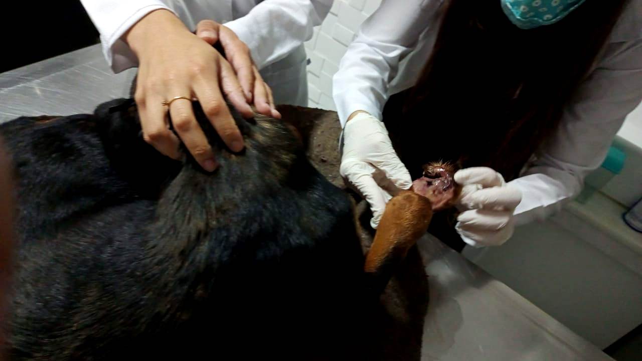 Cães atropelados são resgatados pela COPBEA e colocados para adoção