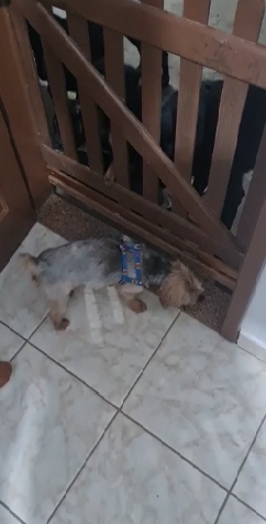 Cachorro que havia sido doado e foi colocado à venda em site é resgatado