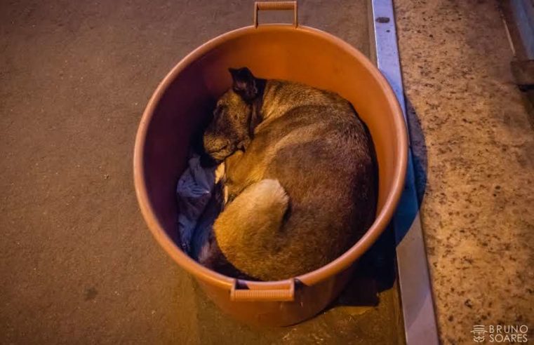 Mais de mil denúncias de maus tratos a animais foram registradas em 2021 em Petrópolis