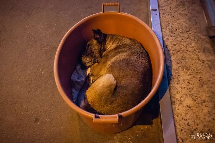 Mais de mil denúncias de maus tratos a animais foram registradas em 2021 em Petrópolis