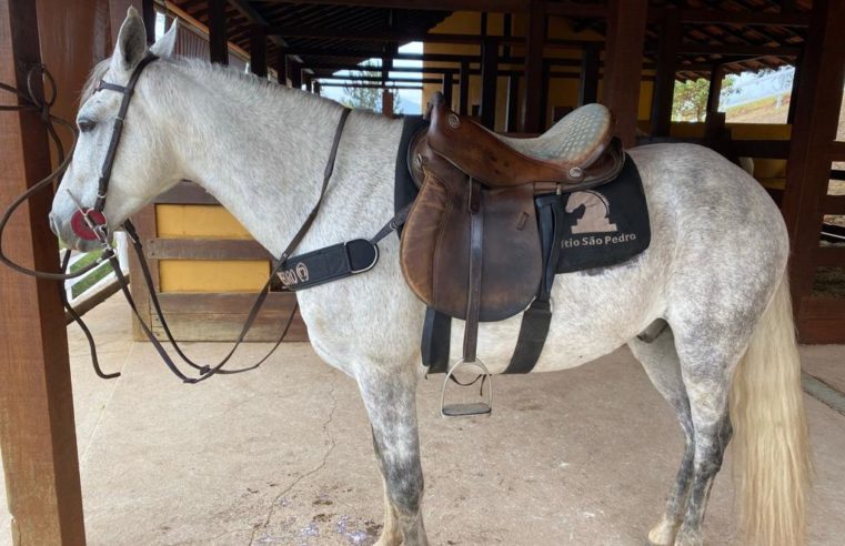 Família procura por cavalo que desapareceu no Brejal, no distrito da Posse
