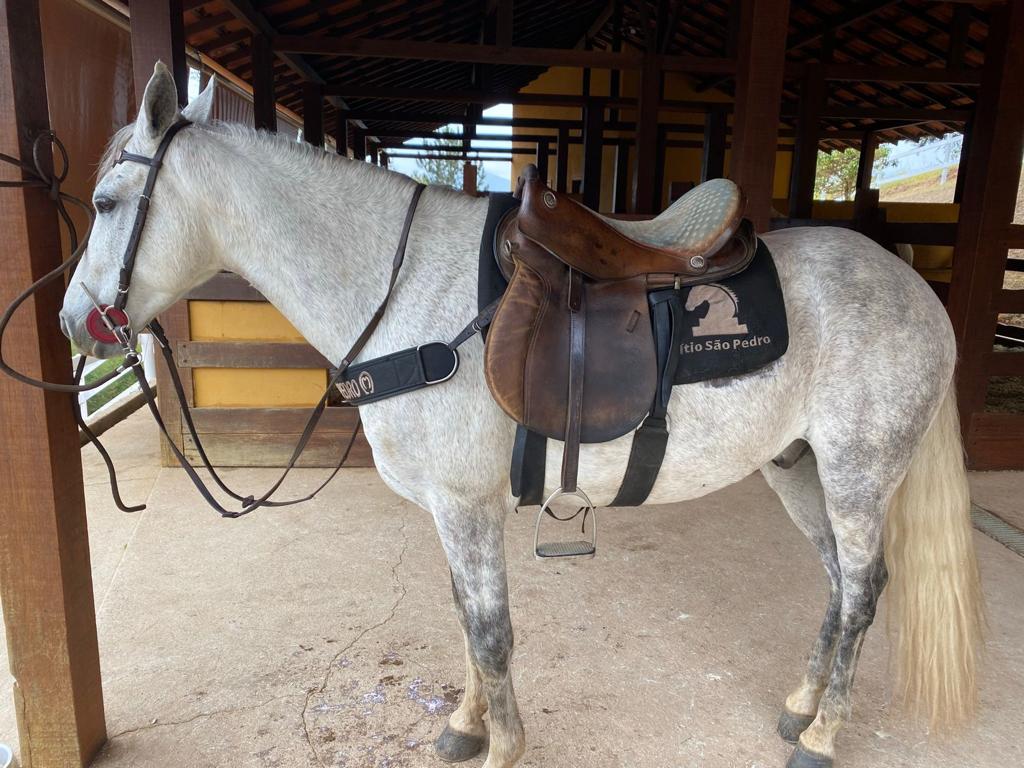 Família procura por cavalo que desapareceu no Brejal, no distrito da Posse