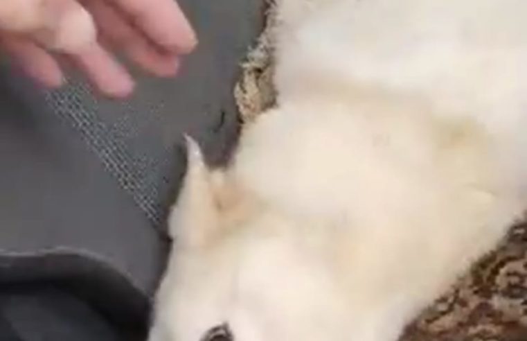 Cadela abandonada no Caetitu é resgatada. Campanha online arrecada dinheiro para tratamento