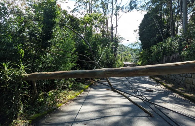 Árvore cai e derruba poste na Vila Militar, moradores ficam sem luz e transporte público