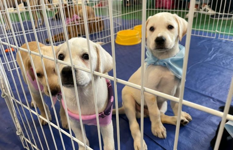 Campanha de adoção responsável de cães e gatos acontece em Itaipava neste sábado