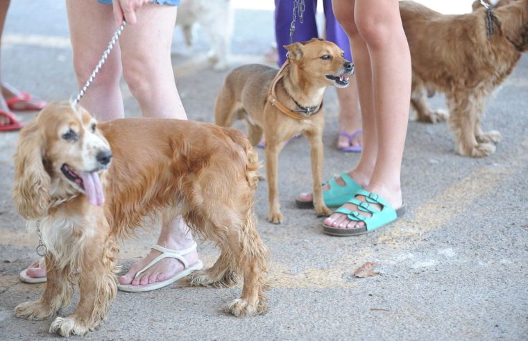 Governo do Estado castra 10 mil animais em menos de 30 dias após o lançamento do projeto RJPET: 100 Mil Castrações
