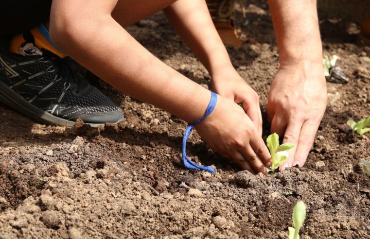 Hortas comunitárias resistem à urbanização em São Paulo