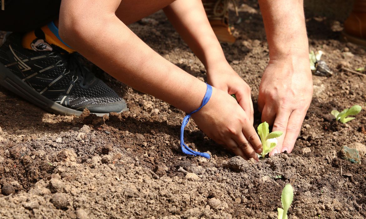 Hortas comunitárias resistem à urbanização em São Paulo