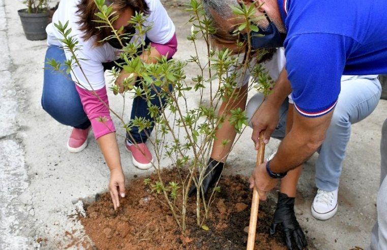 ‘Florir Teresópolis’: trecho da Reta recebe plantio de azaleias