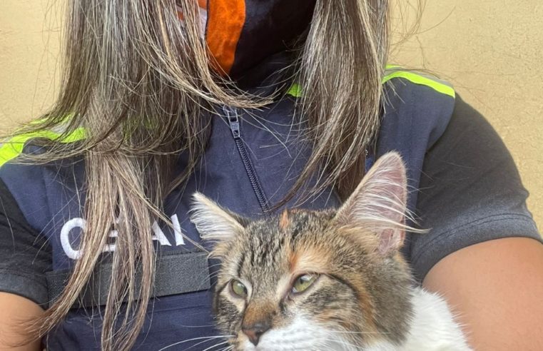 Mais de 300 animais já foram resgatados em áreas afetadas pelos deslizamentos em Petrópolis
