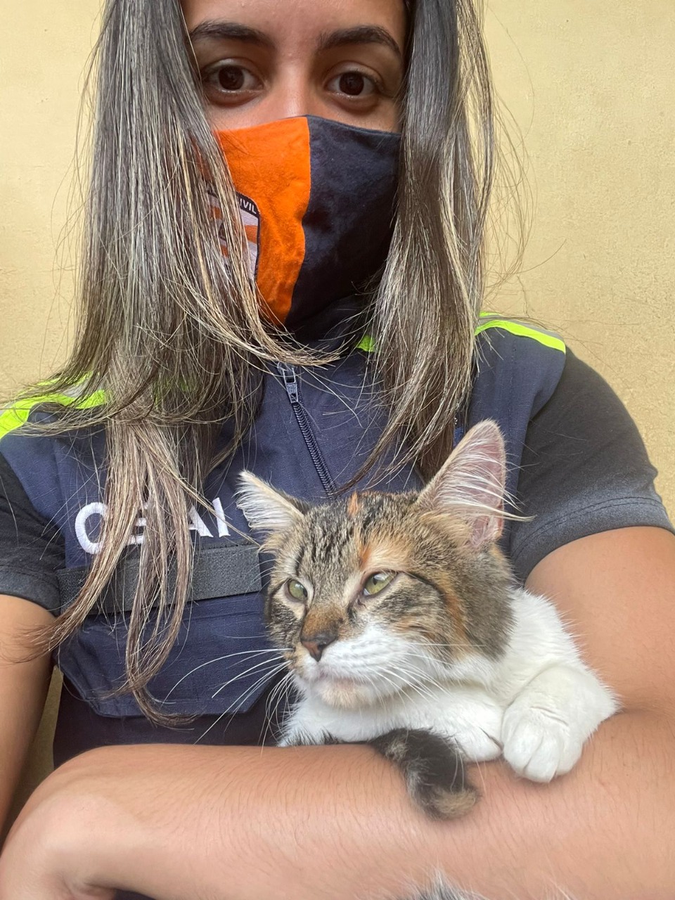 Mais de 300 animais já foram resgatados em áreas afetadas pelos deslizamentos em Petrópolis