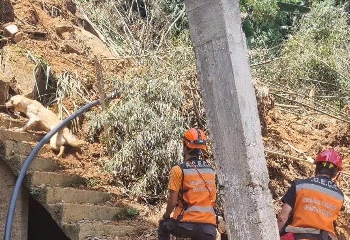 Cães farejadores atuam em buscas por desaparecidos nos locais afetados pelas fortes chuvas na cidade
