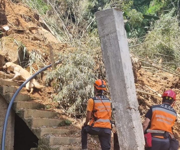 Cães farejadores atuam em buscas por desaparecidos nos locais afetados pelas fortes chuvas na cidade