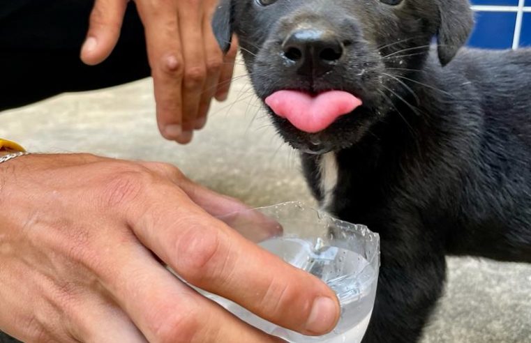 Destino de animais é preocupação no Aluguel Social