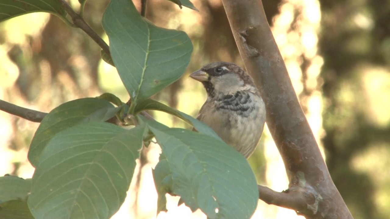 Outono começa hoje. Estação está entre as preferidas dos petropolitanos
