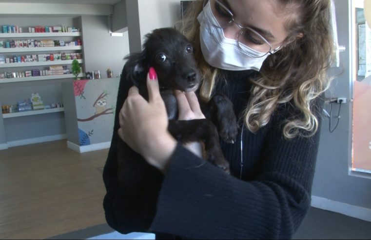 Animais resgatados, pela Clínica Veterinária Popular, durante as chuvas em Petrópolis aguardam por um lar