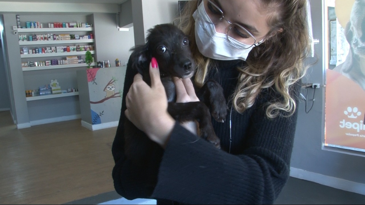 Animais resgatados, pela Clínica Veterinária Popular, durante as chuvas em Petrópolis aguardam por um lar