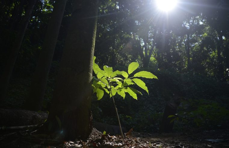 Rio terá bolsa de valores para compra e créditos de carbono