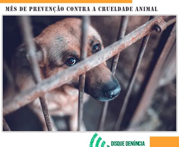Linha Verde reforça importância da prevenção contra a crueldade animal durante o “Abril Laranja”