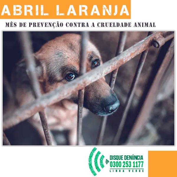 Linha Verde reforça importância da prevenção contra a crueldade animal durante o “Abril Laranja”
