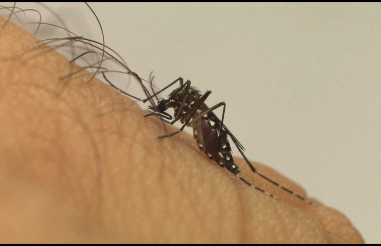 LIRAa: Petrópolis tem baixo índice de infestação do mosquito Aedes aegypti