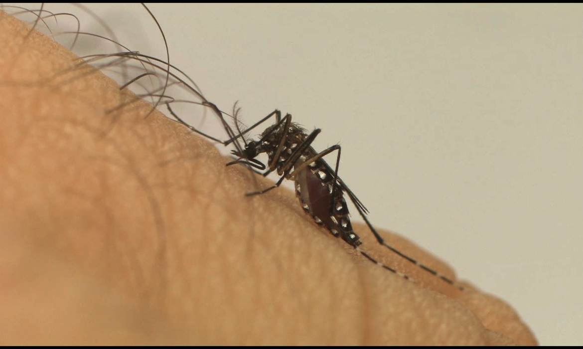 LIRAa: Petrópolis tem baixo índice de infestação do mosquito Aedes aegypti