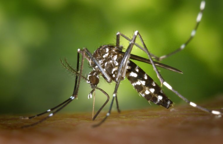 Petrópolis registra queda no número de casos de dengue