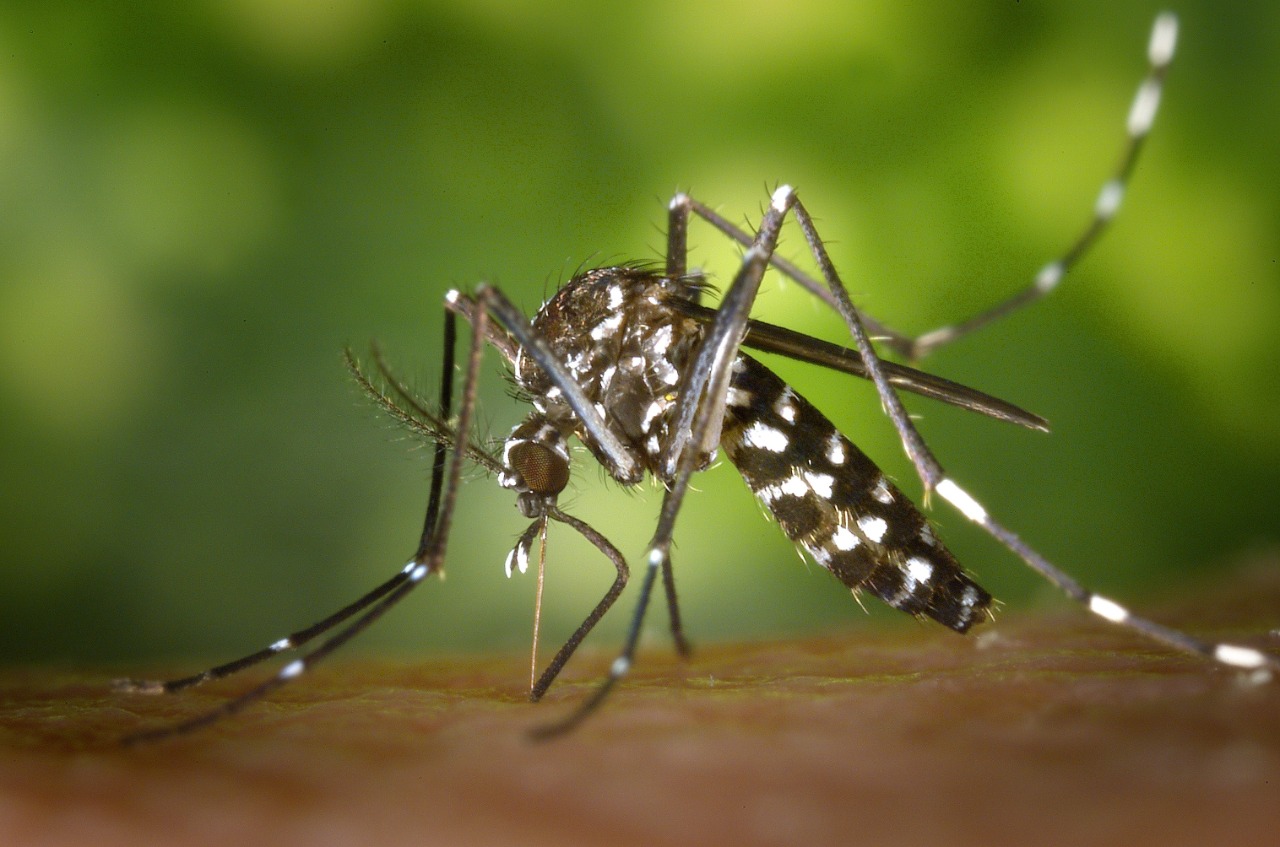 Petrópolis registra queda no número de casos de dengue