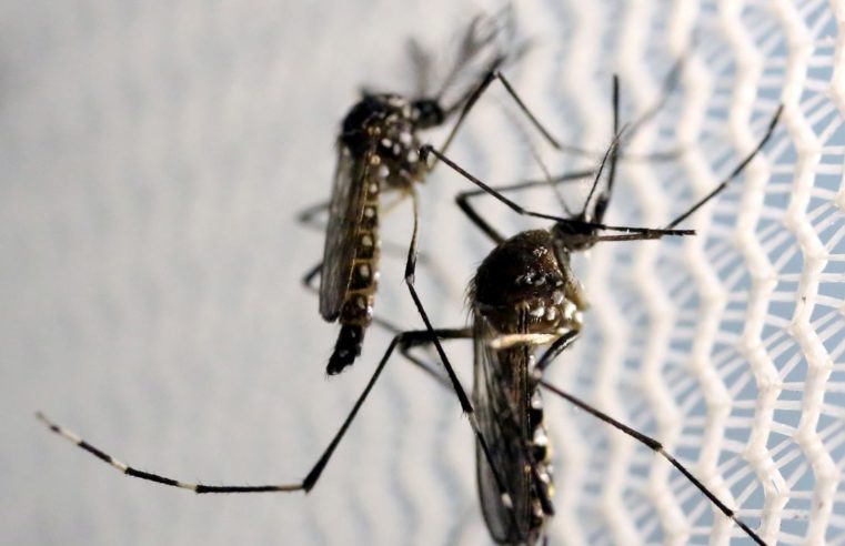 Dengue: alta de casos no Rio é dentro da normalidade, diz secretário