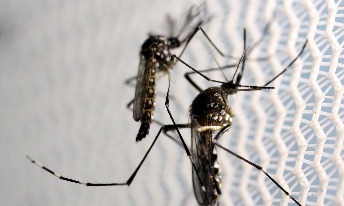 Dengue: alta de casos no Rio é dentro da normalidade, diz secretário
