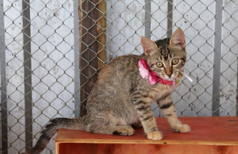 Campanha de adoção de gatos vítimas das chuvas acontece neste sábado em Petrópolis