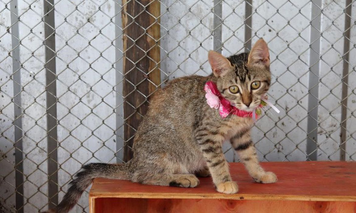 Campanha de adoção de gatos vítimas das chuvas acontece neste sábado em Petrópolis