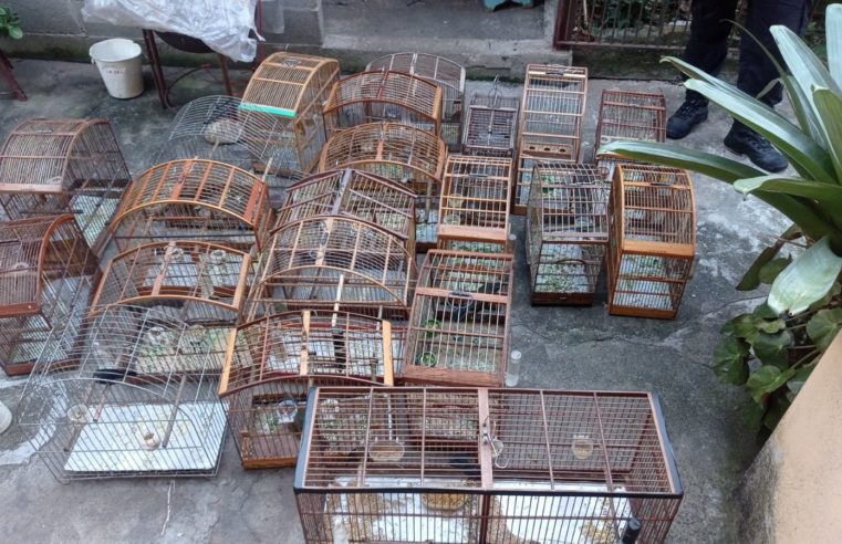 Ssubea entrega à Apa Macaé de cima os 12 pássaros apreendidos em operação, entre eles alguns, em extinção
