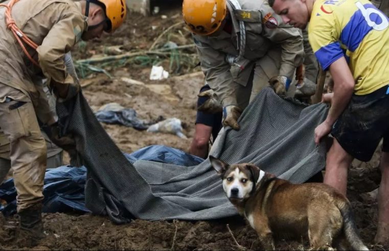 MPRJ pede que a prefeitura de Petrópolis apresente plano de manejo para animais perdidos após chuvas de fevereiro