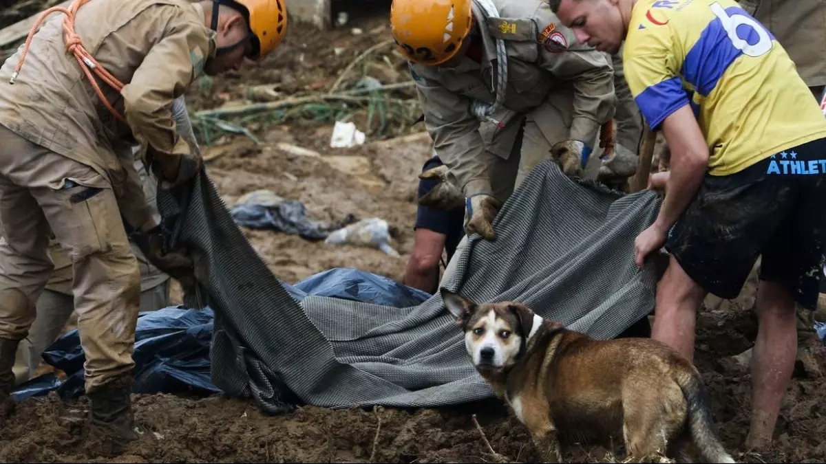 MPRJ pede que a prefeitura de Petrópolis apresente plano de manejo para animais perdidos após chuvas de fevereiro