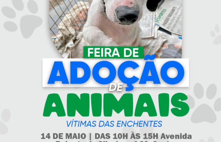 Campanha de adoção de animais vítimas das chuvas acontece neste sábado em Petrópolis