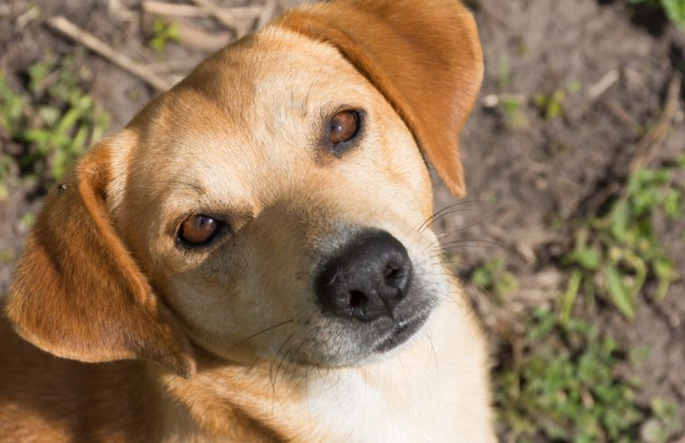 Prefeitura faz campanha de adoção de animais