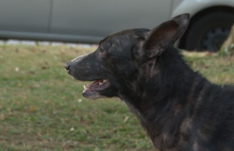 Indicação legislativa quer dar desconto na conta de luz para locadores que aceitarem animais no Aluguel Social