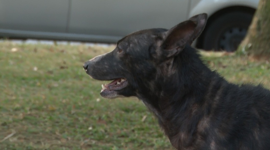 Indicação legislativa quer dar desconto na conta de luz para locadores que aceitarem animais no Aluguel Social