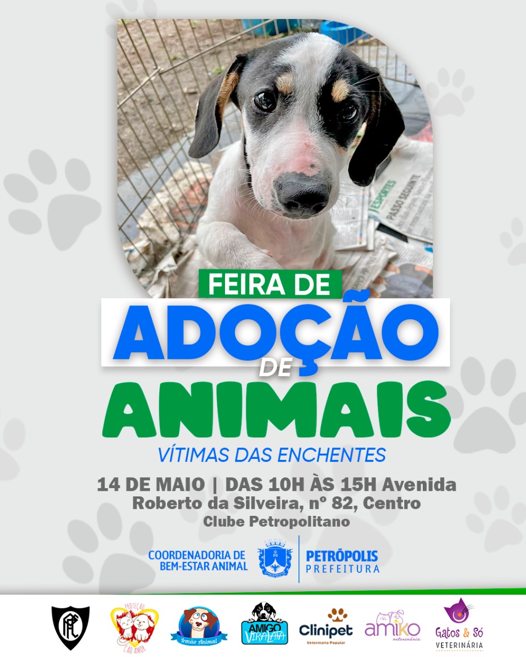 Campanha de adoção de animais vítimas das chuvas acontece neste sábado em Petrópolis